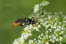 Amblyjoppa fuscipennis (9)